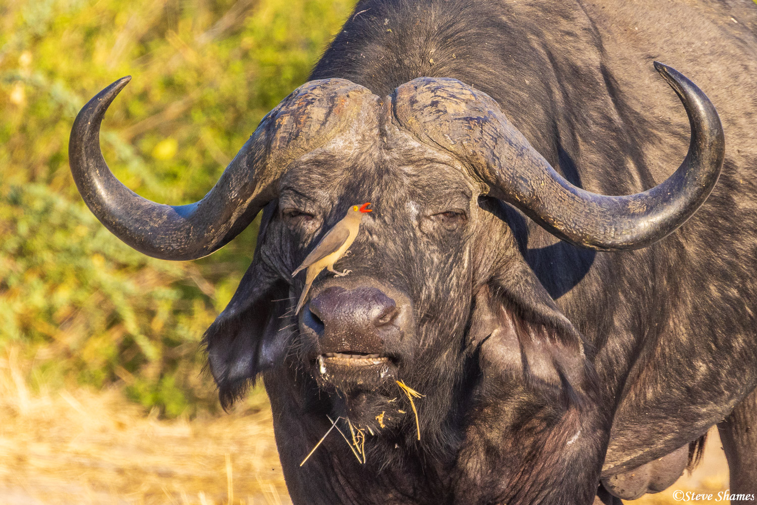 ruaha-oxpecker_on_cape_buffalo
